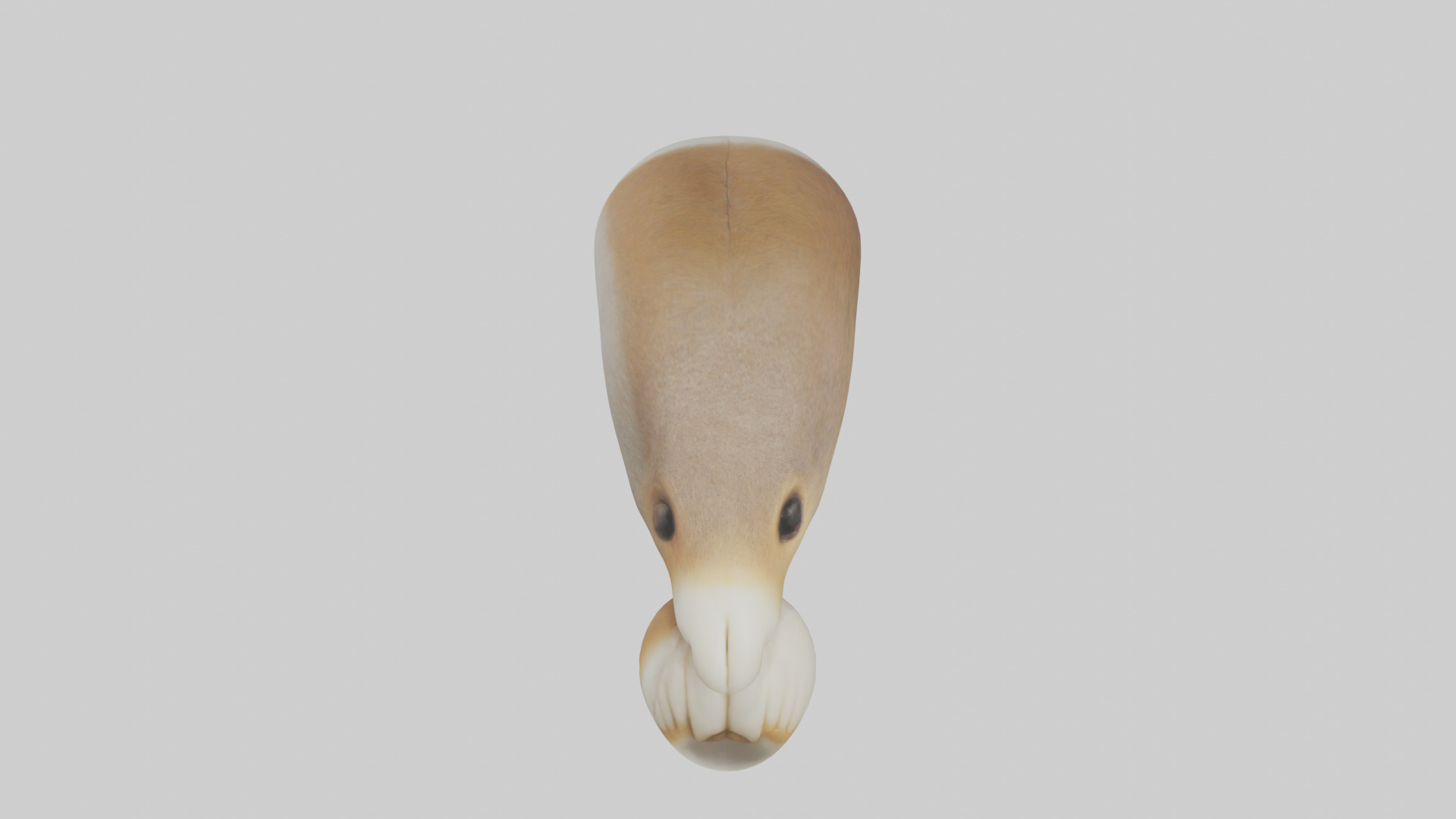 Squirrel Teeth Model 3D model_16