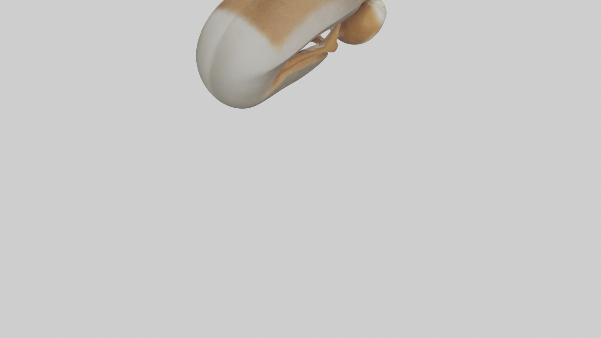 Squirrel Teeth Model 3D model_6