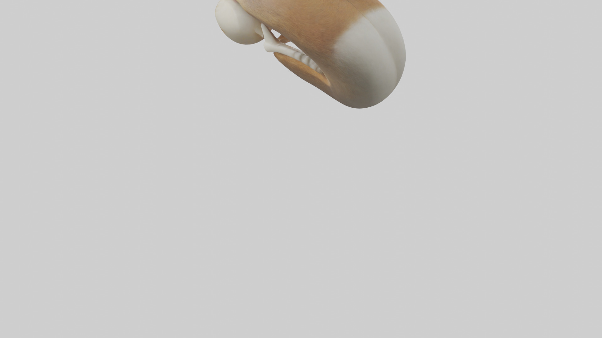Squirrel Teeth Model 3D model_5