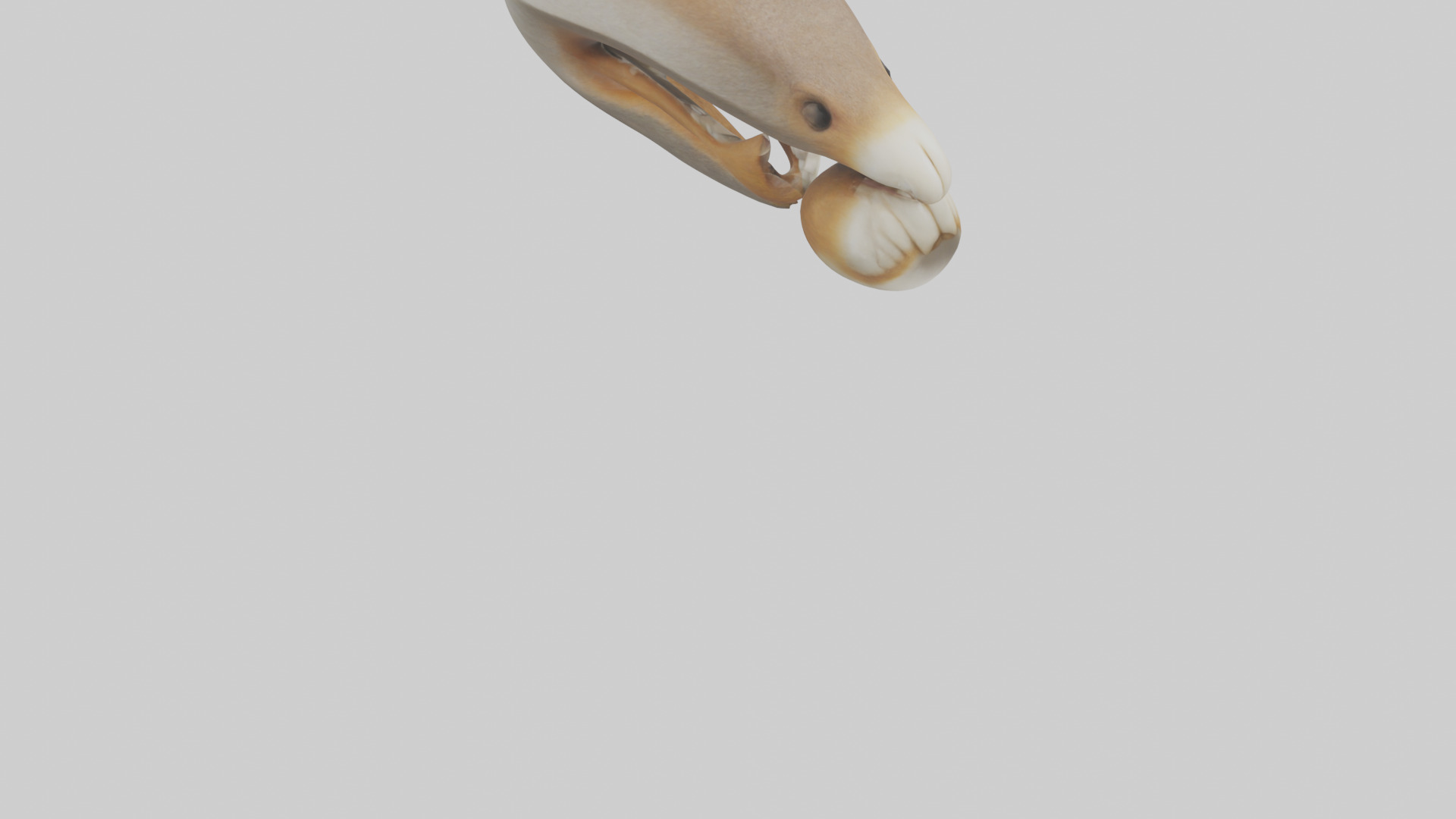 Squirrel Teeth Model 3D model_8