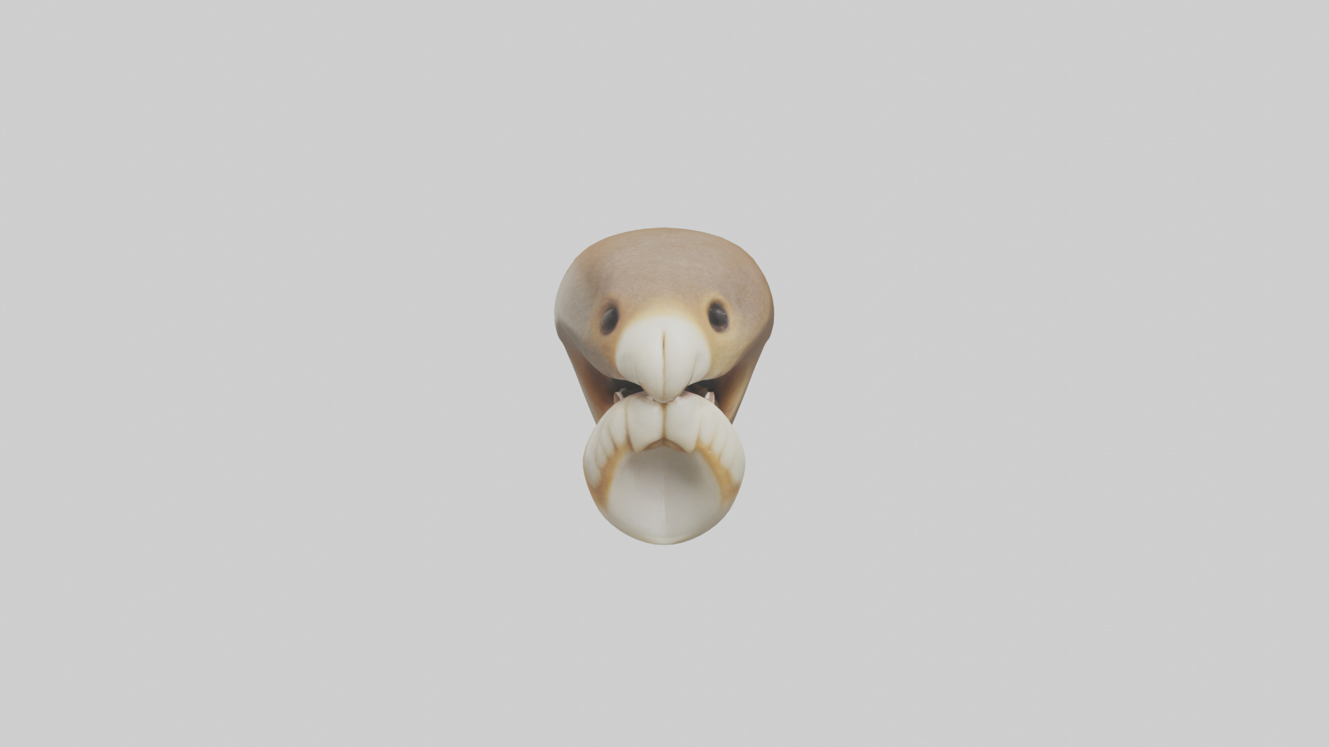 Squirrel Teeth Model 3D model_10