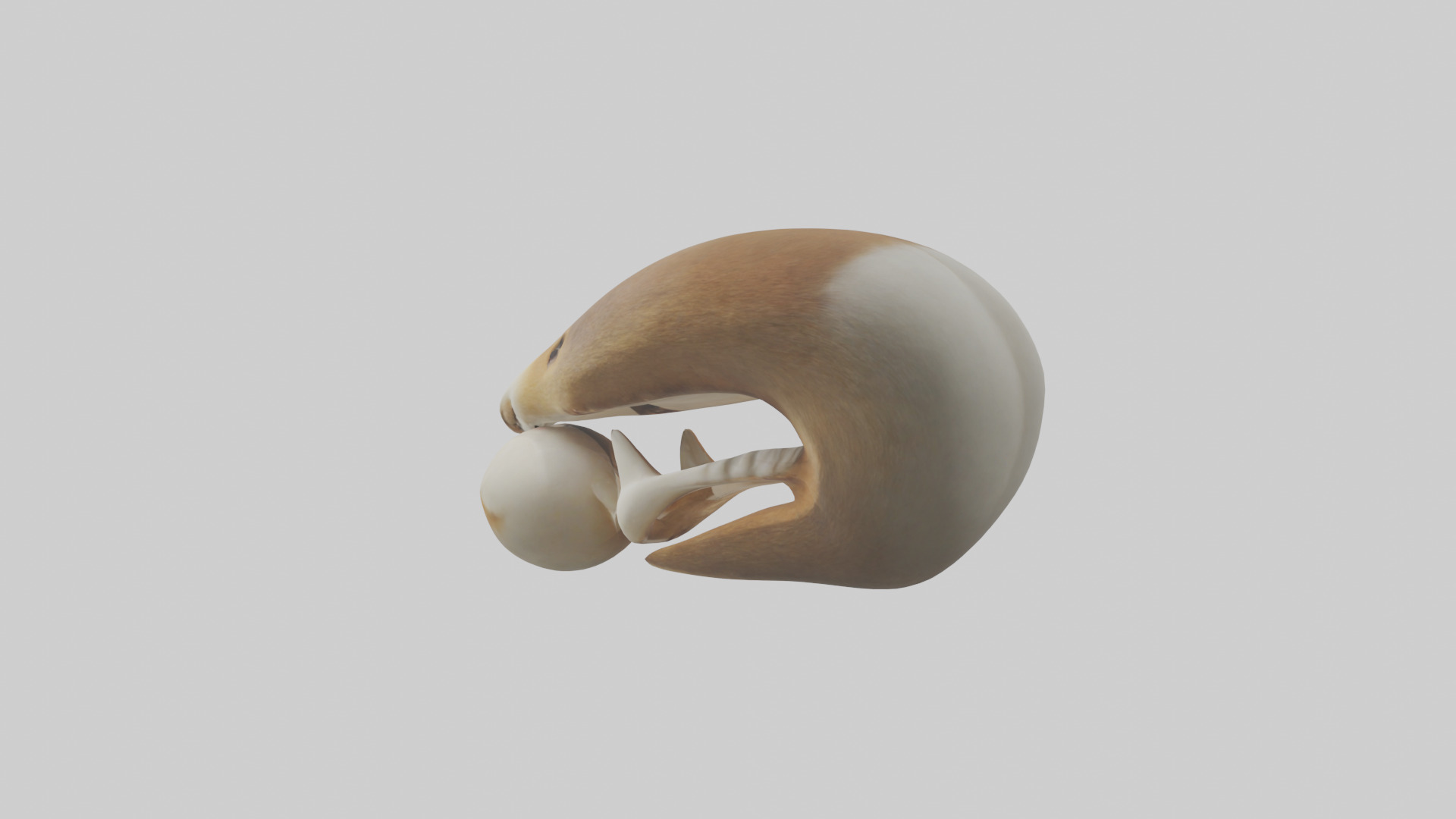 Squirrel Teeth Model 3D model_3
