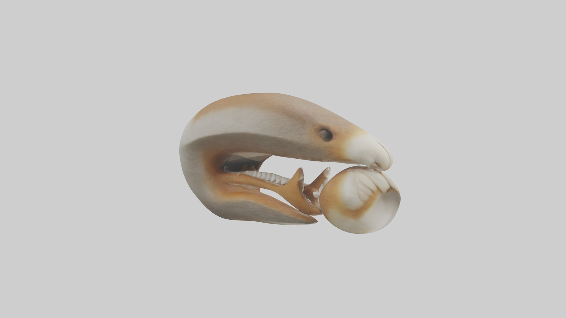 Squirrel Teeth Model 3D model_9