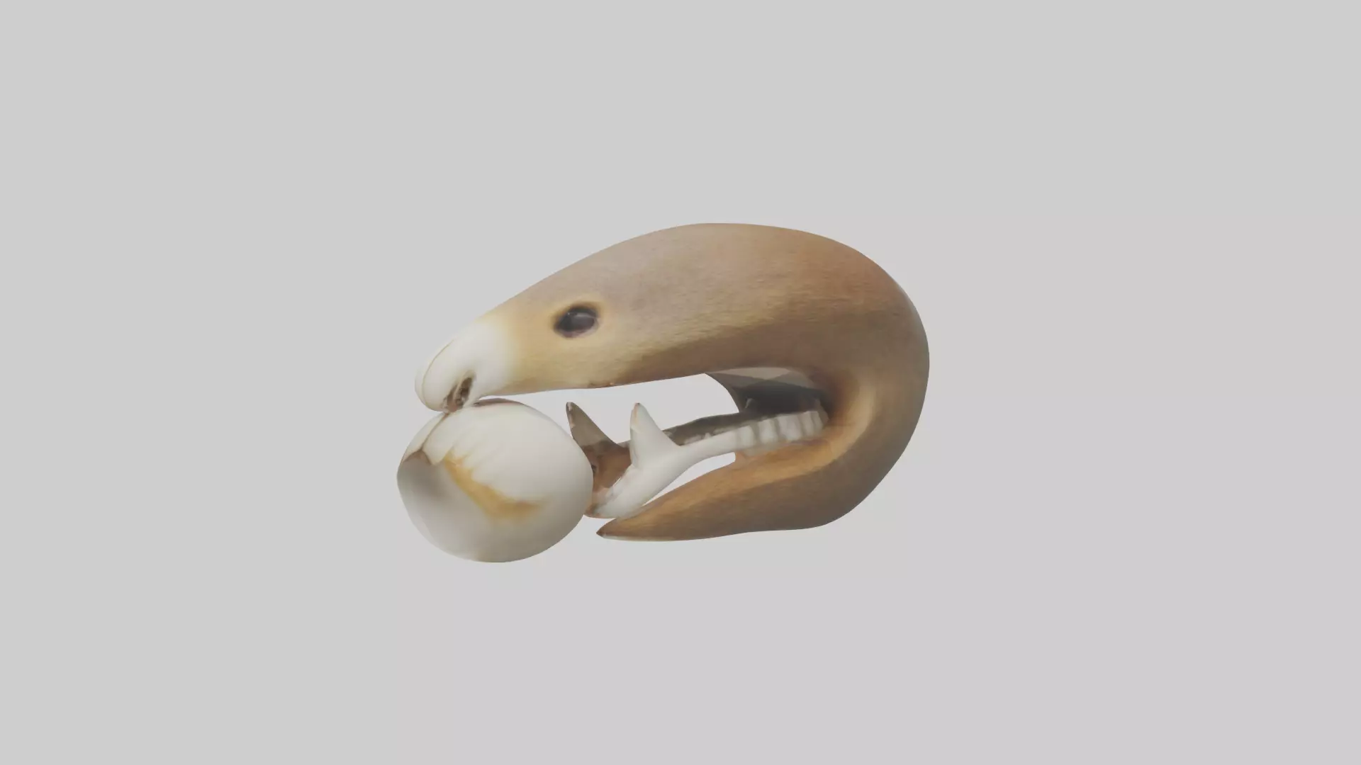 Squirrel Teeth Model 3D model_0