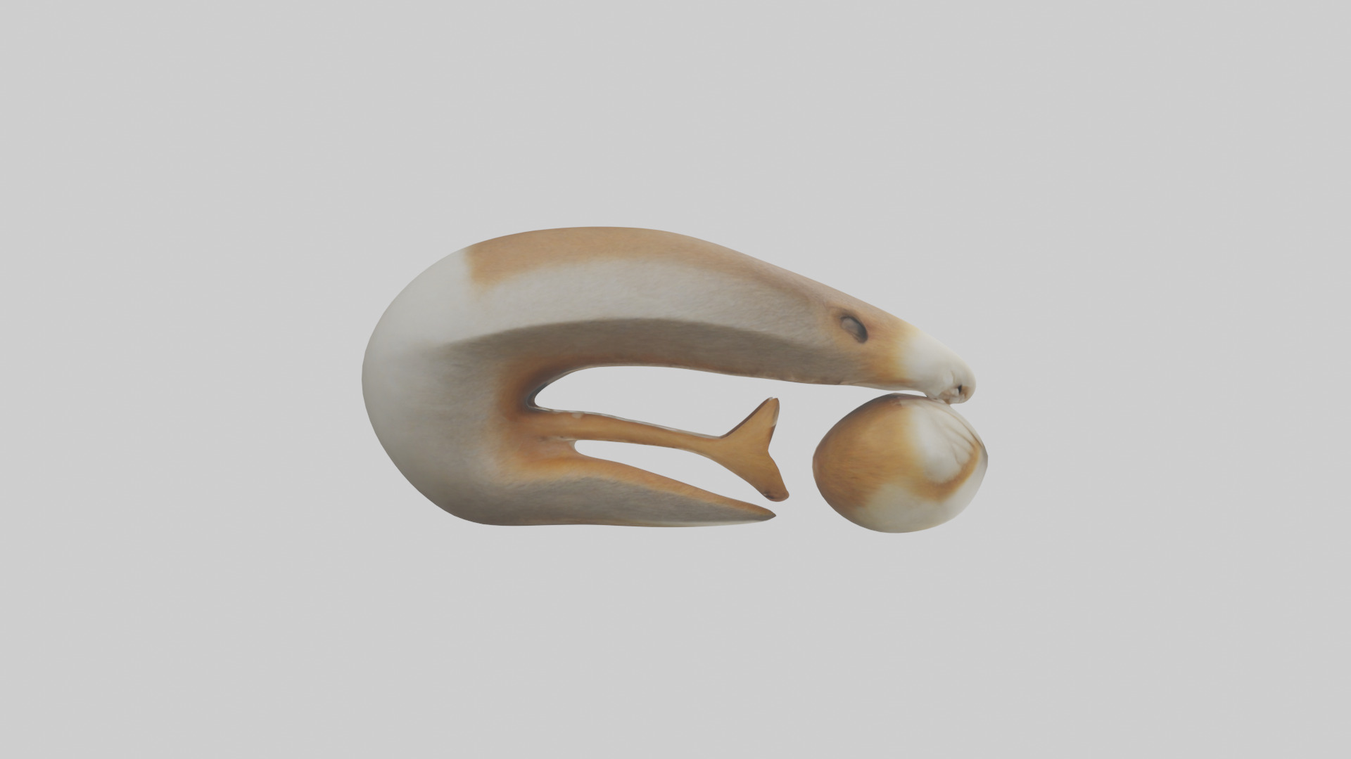 Squirrel Teeth Model 3D model_13