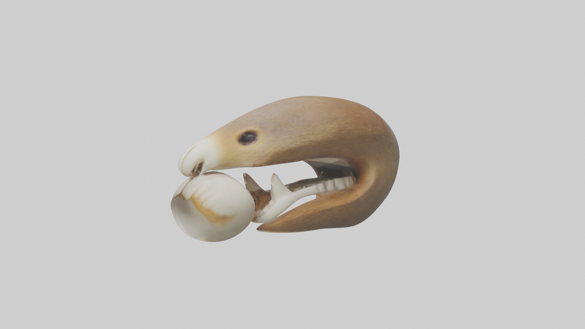 Squirrel Teeth Model 3D model_1
