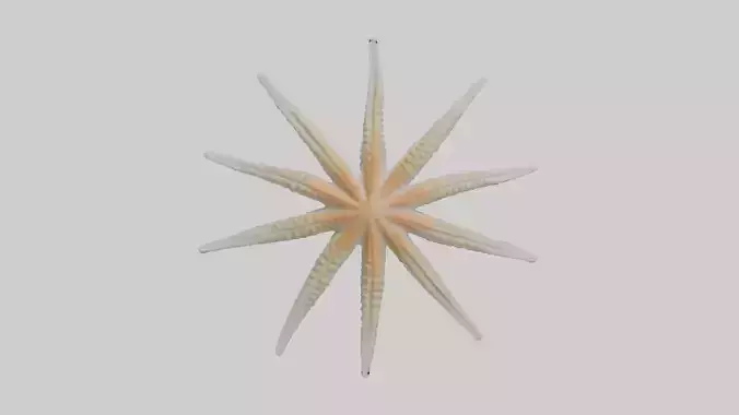 Starfish Skeleton model