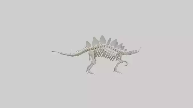 Stegosaurus Skeleton model