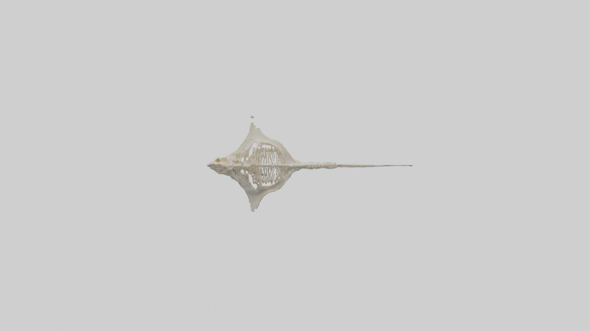 Stingray Skeleton model 3D model_11