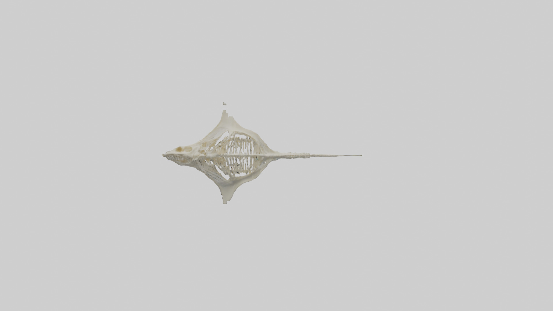 Stingray Skeleton model 3D model_2