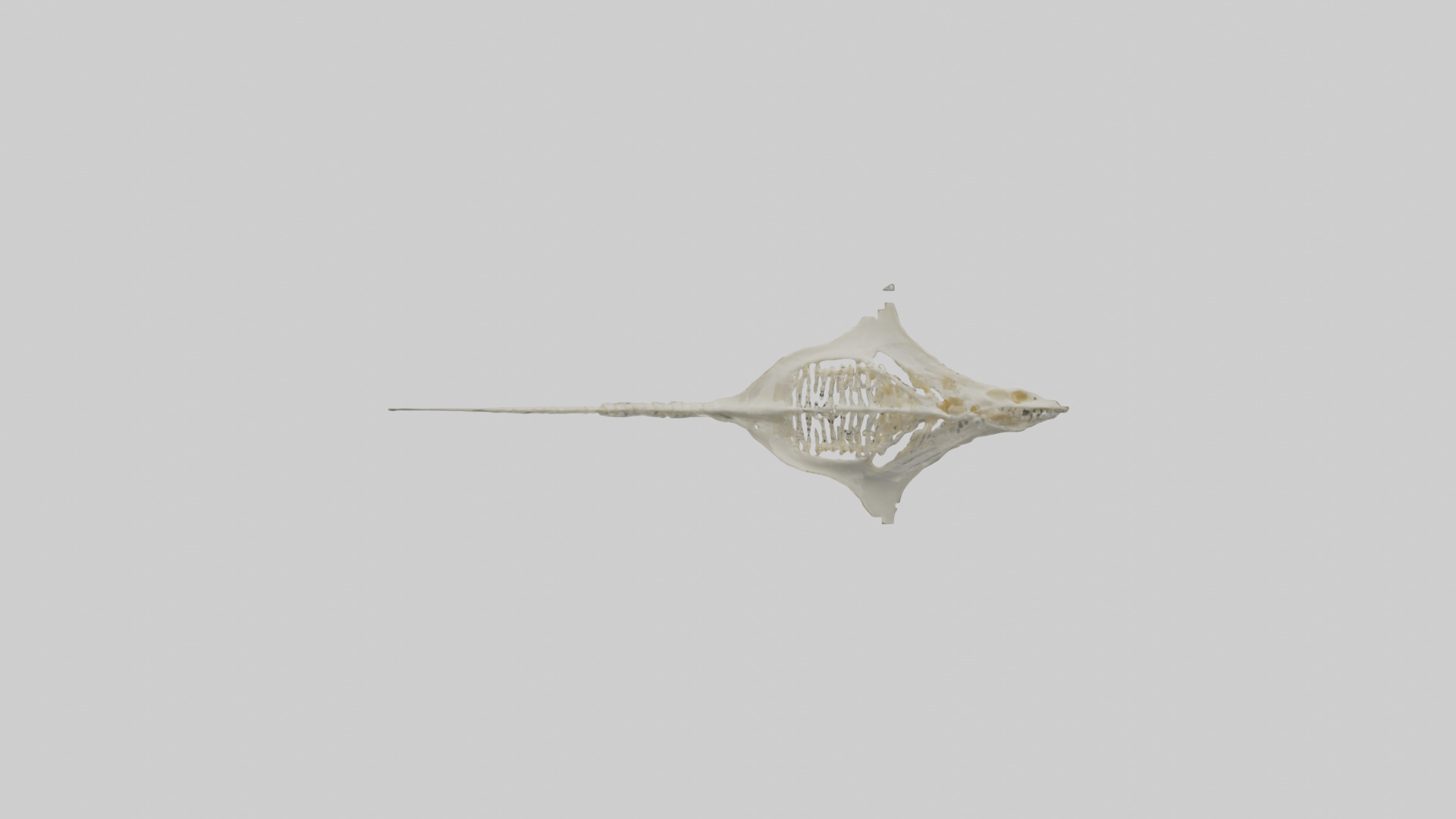Stingray Skeleton model 3D model_12