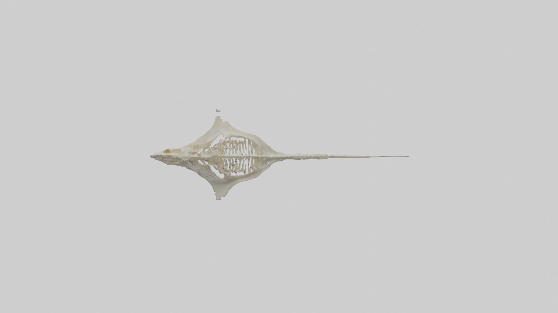 Stingray Skeleton model 3D model_13