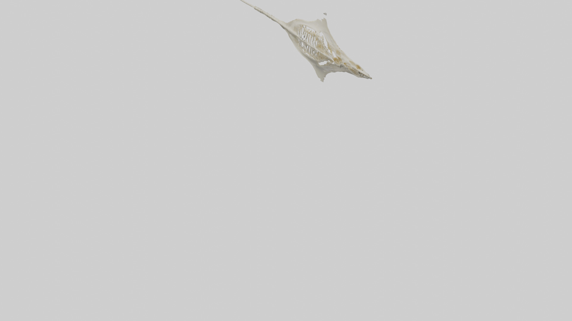 Stingray Skeleton model 3D model_3