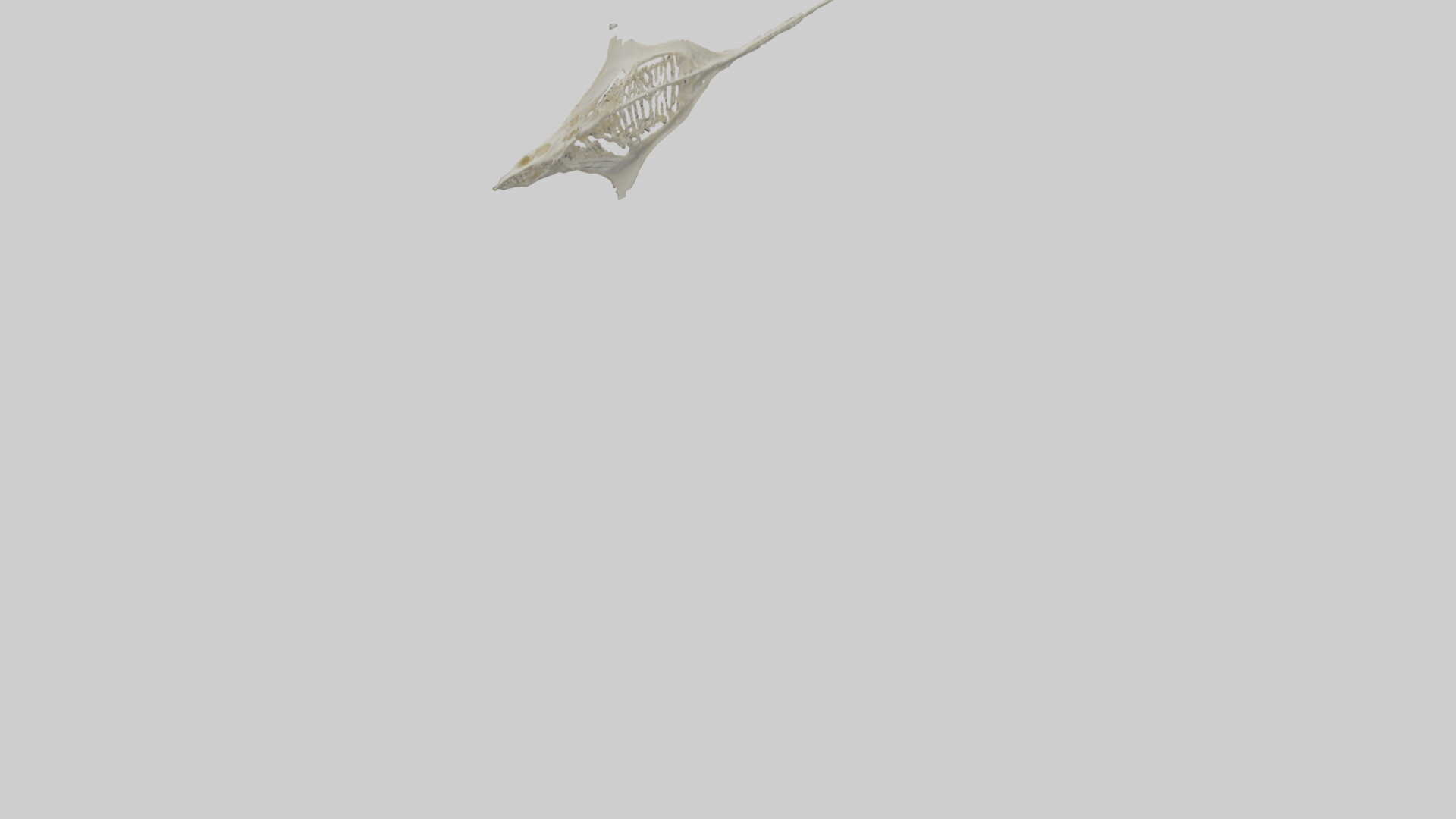 Stingray Skeleton model 3D model_4