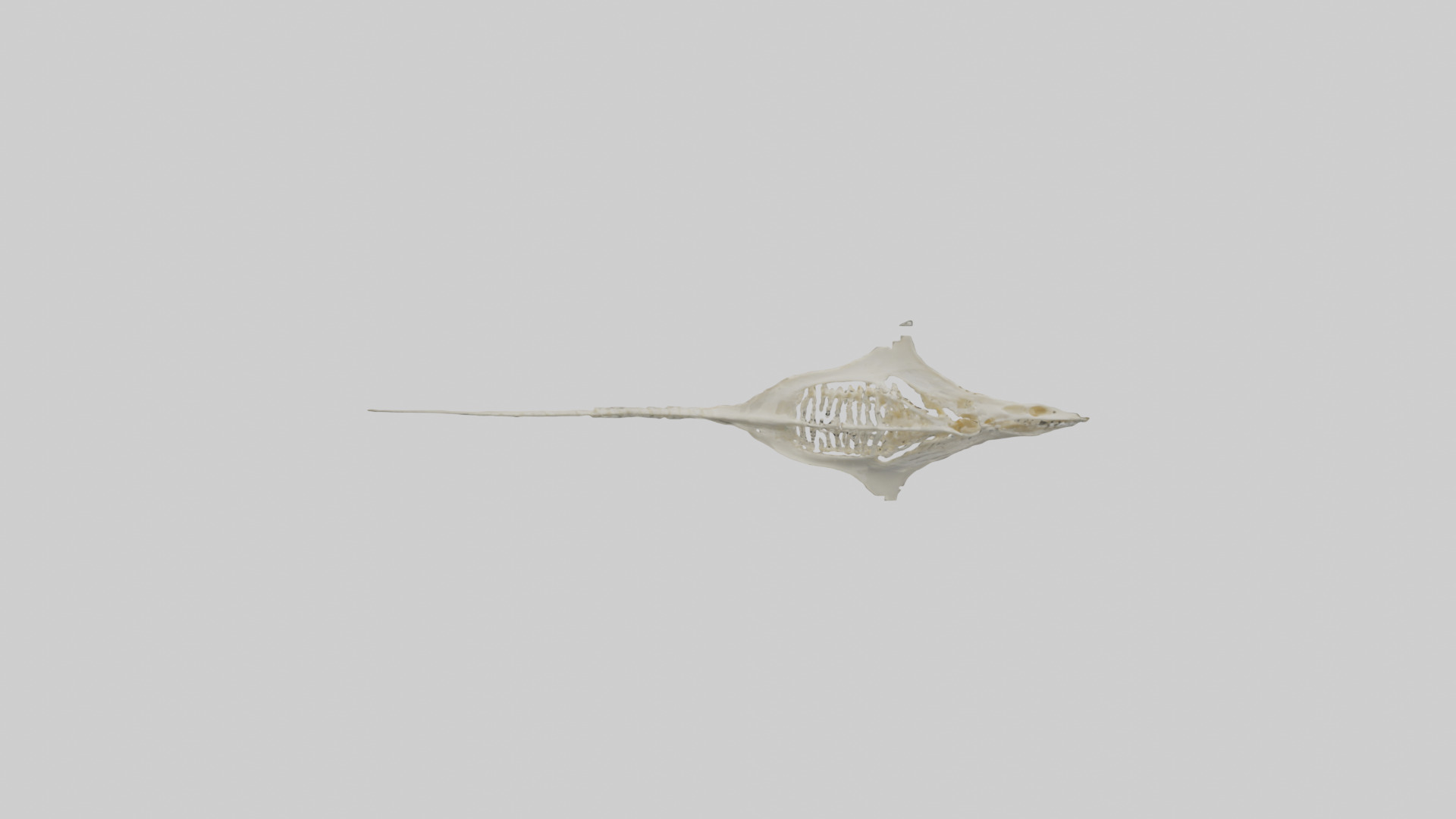 Stingray Skeleton model 3D model_17