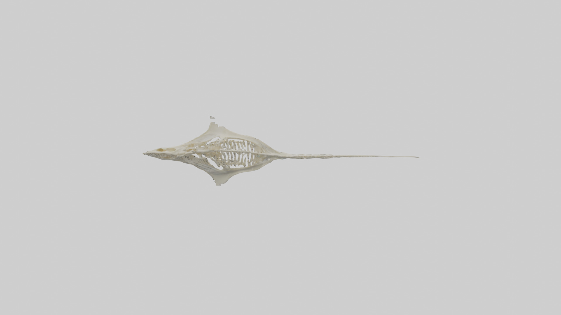 Stingray Skeleton model 3D model_18