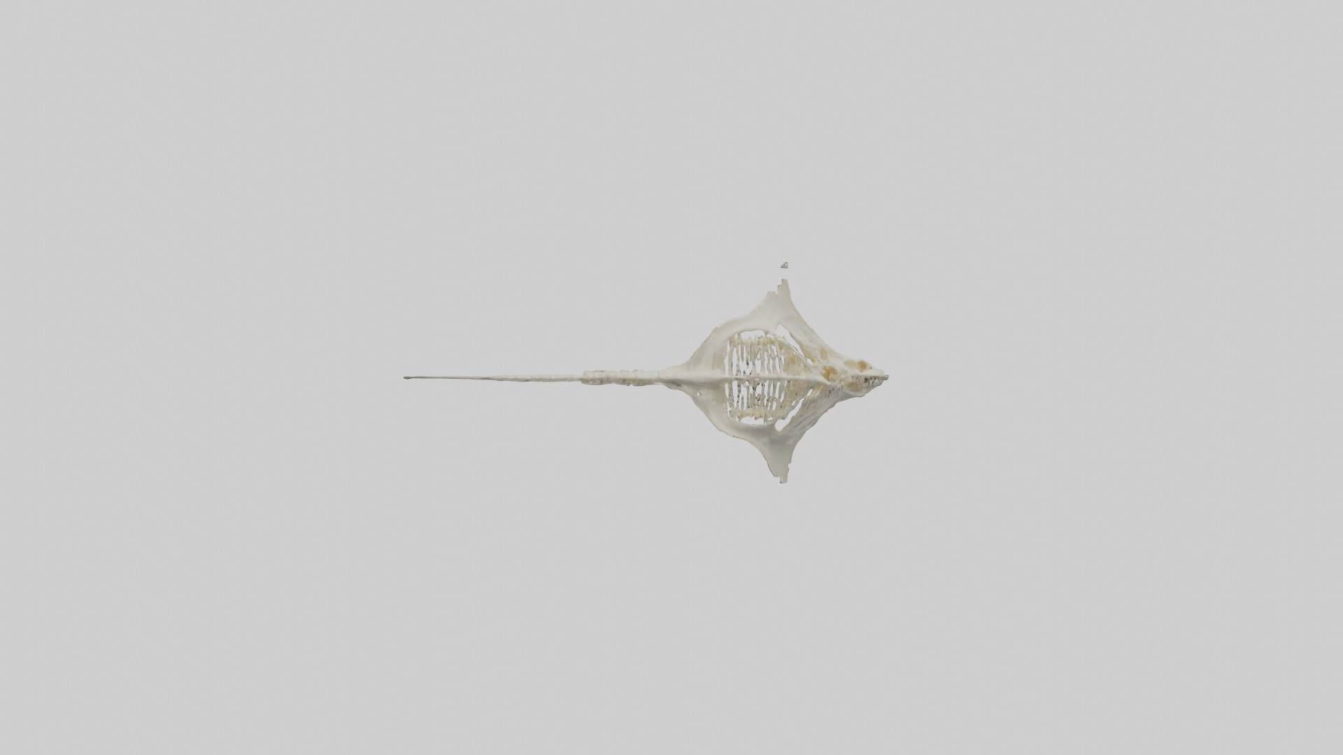 Stingray Skeleton model 3D model_10