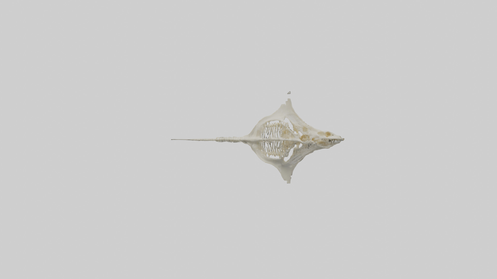 Stingray Skeleton model 3D model_1