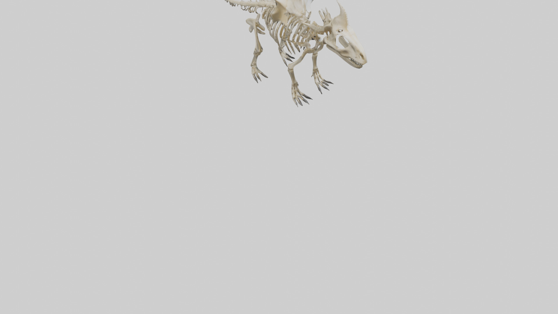 Styracosaurus Skeleton model 3D model_7