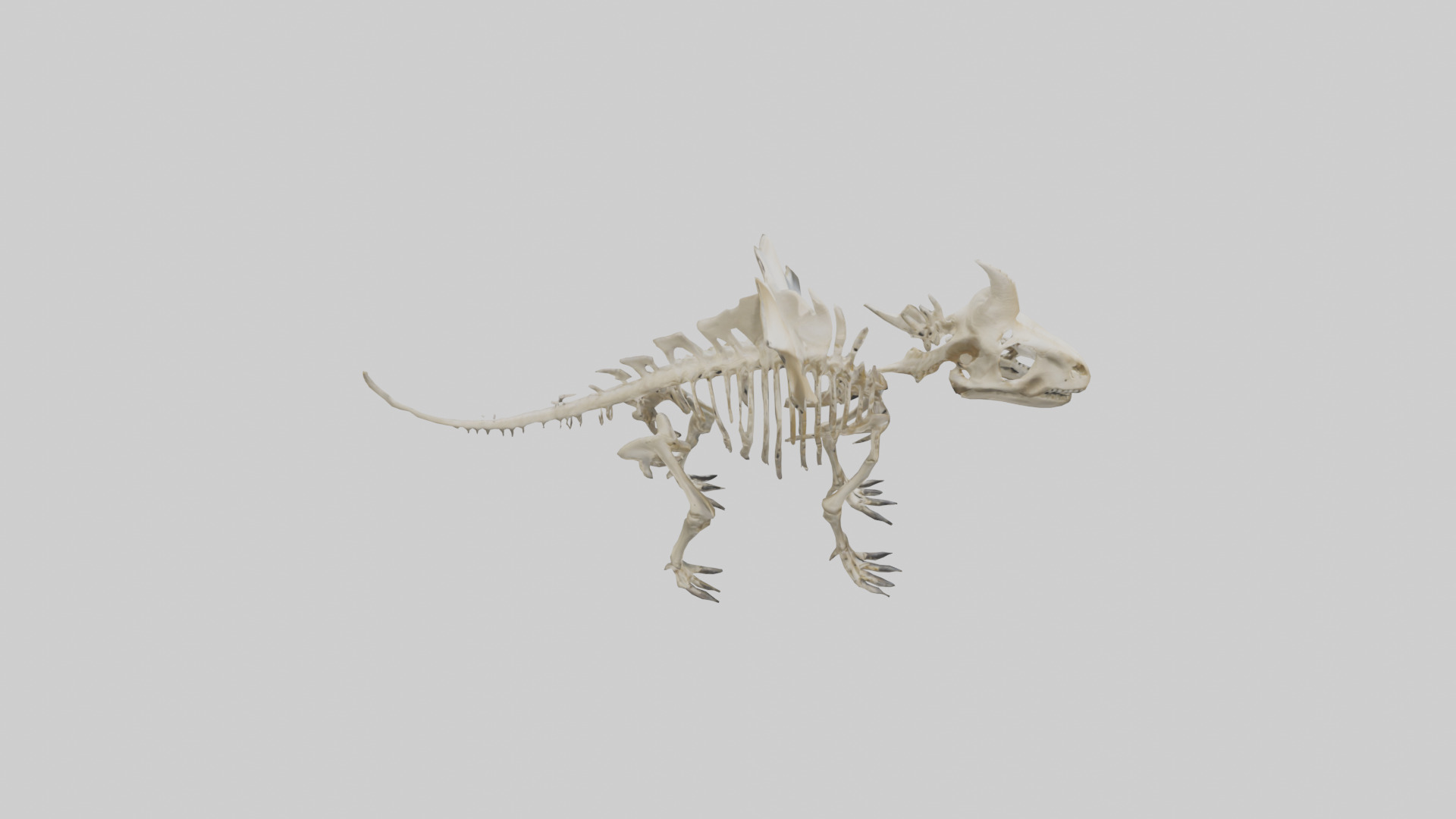 Styracosaurus Skeleton model 3D model_18