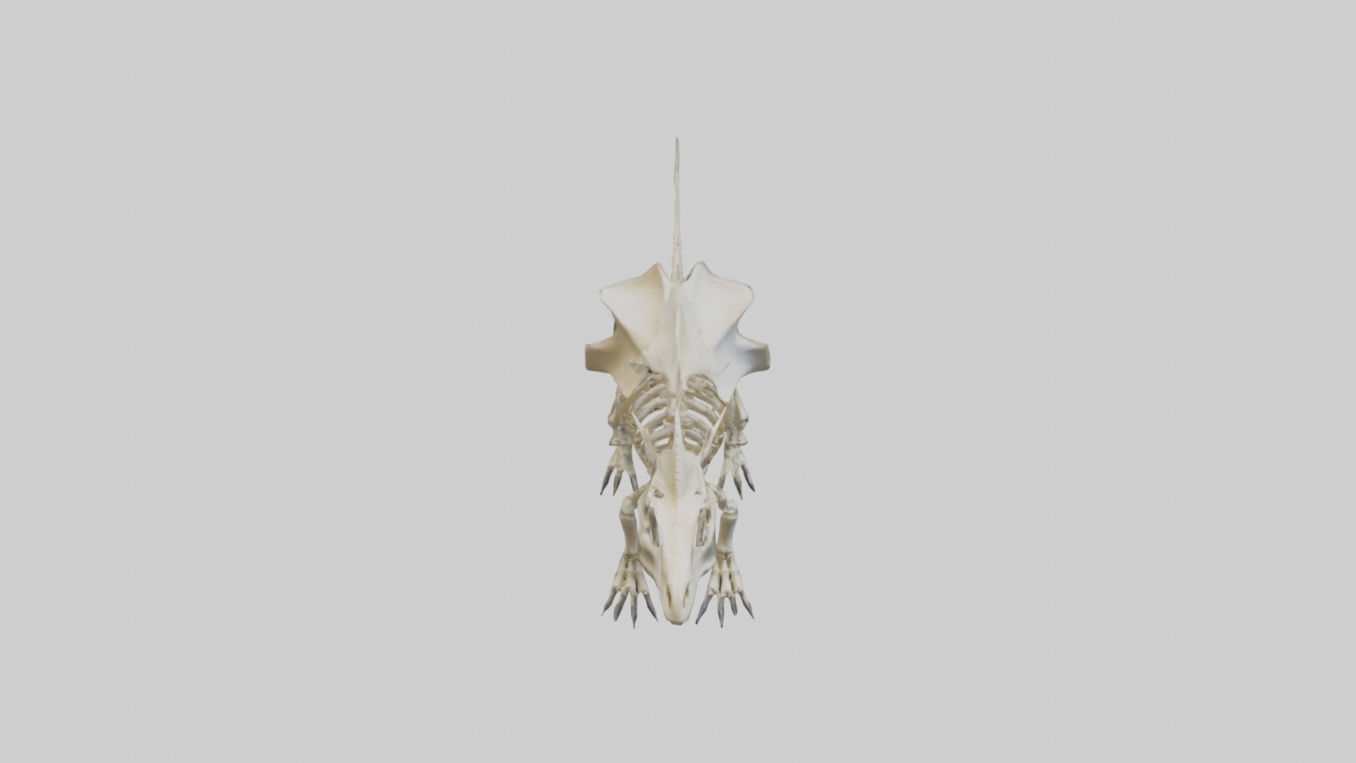 Styracosaurus Skeleton model 3D model_16