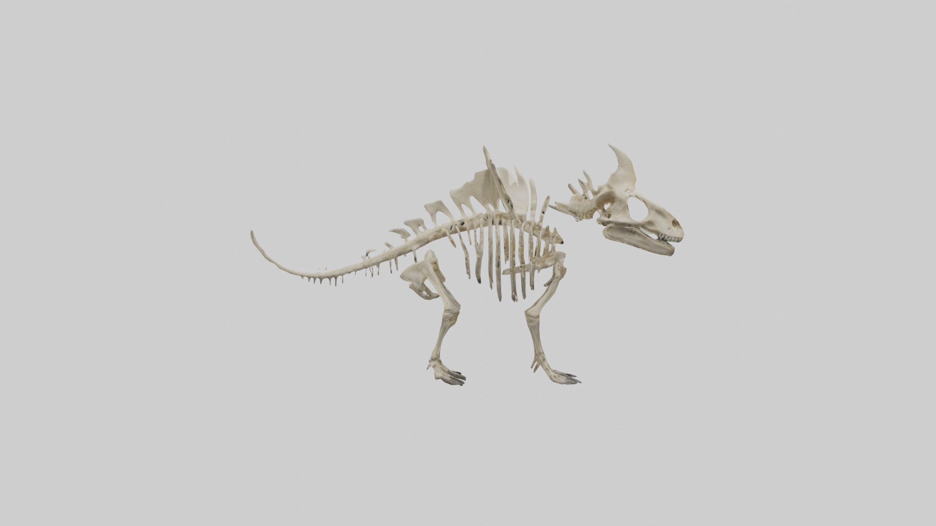 Styracosaurus Skeleton model 3D model_13