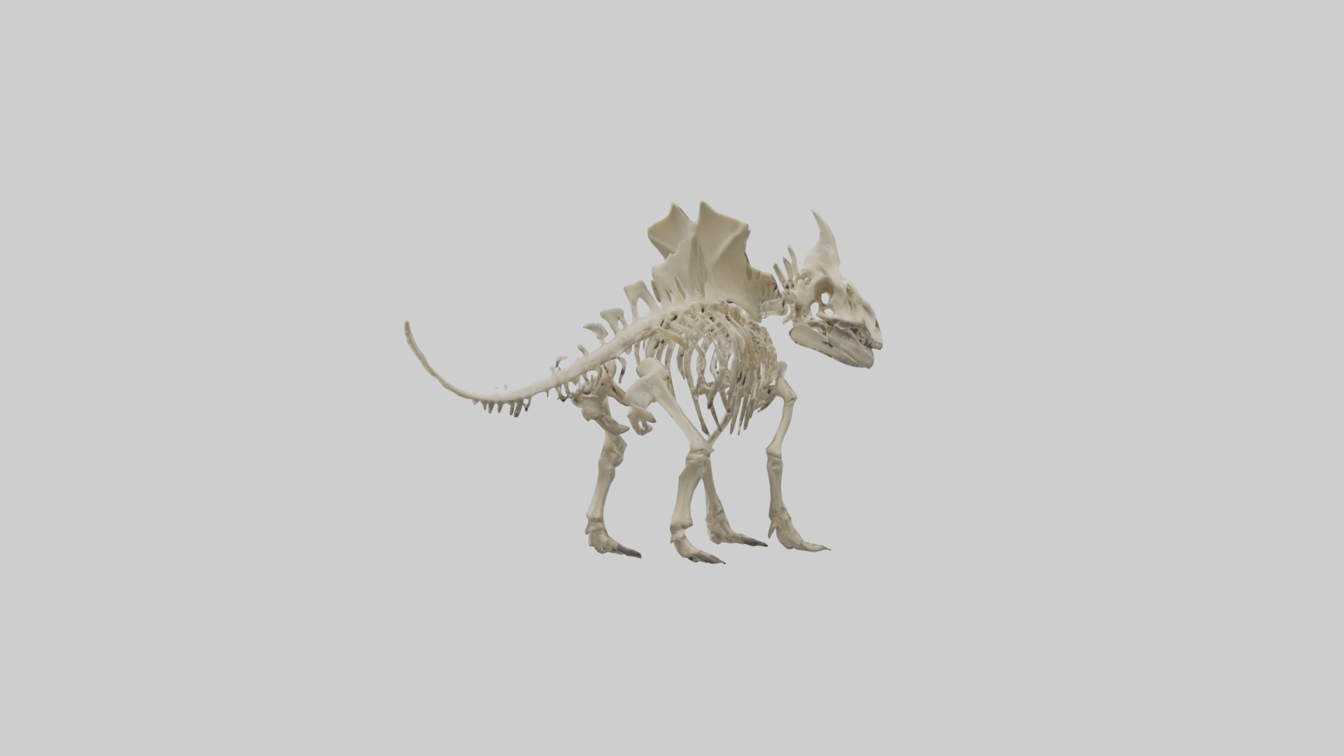 Styracosaurus Skeleton model 3D model_3