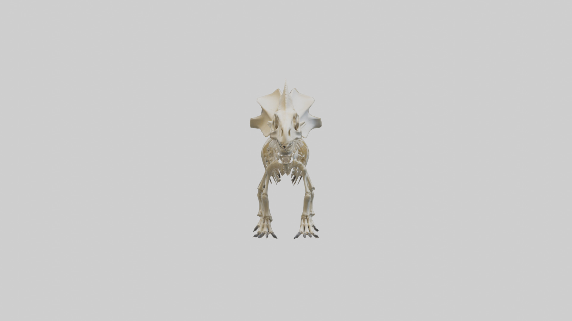 Styracosaurus Skeleton model 3D model_9