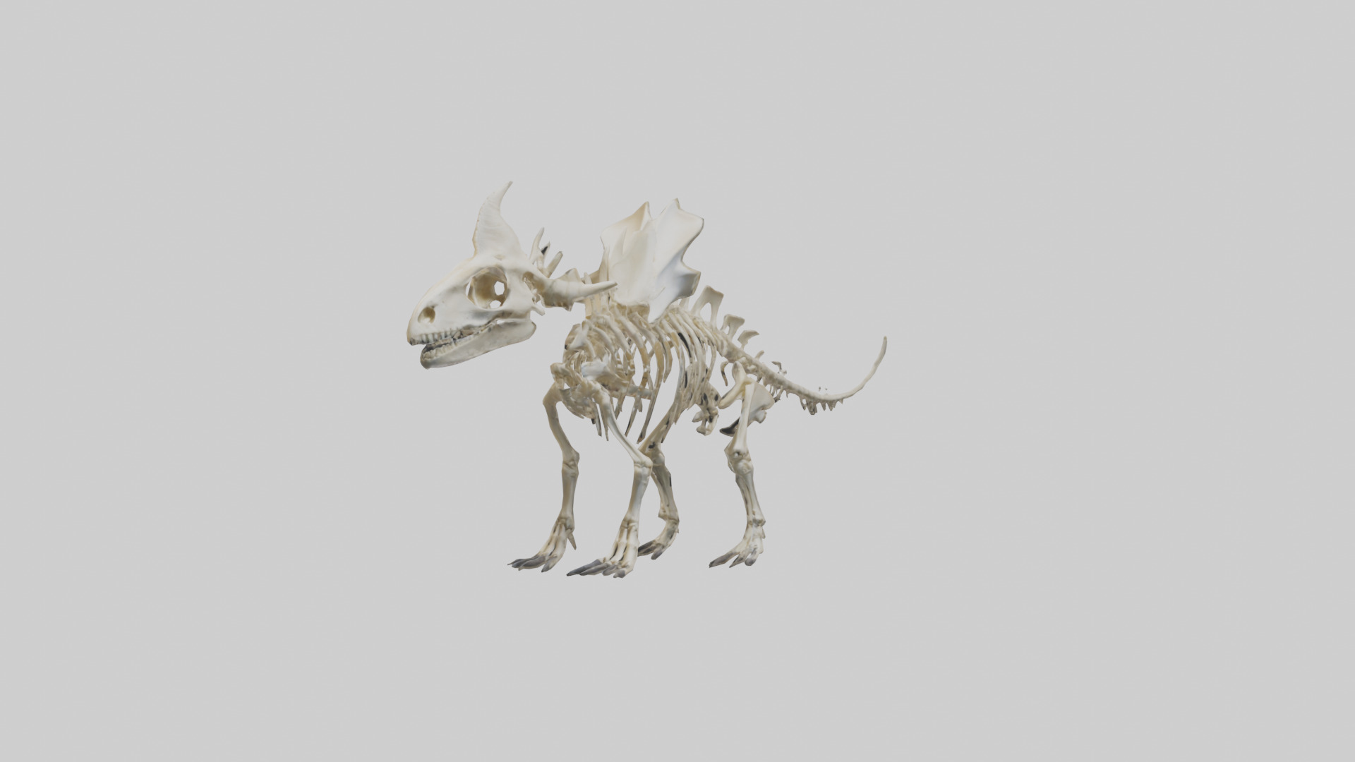 Styracosaurus Skeleton model 3D model_10