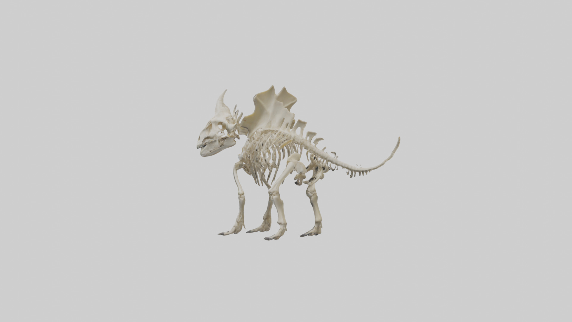 Styracosaurus Skeleton model 3D model_2