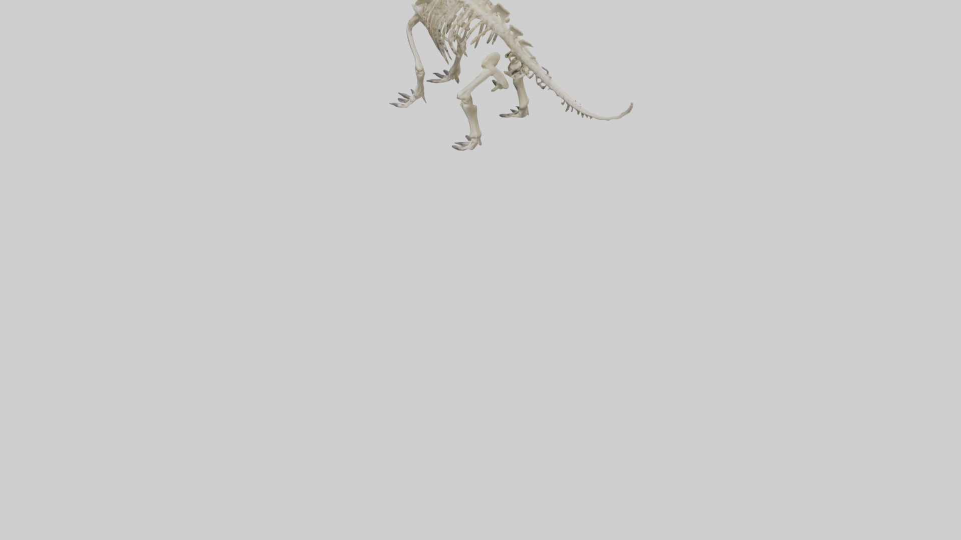 Styracosaurus Skeleton model 3D model_4