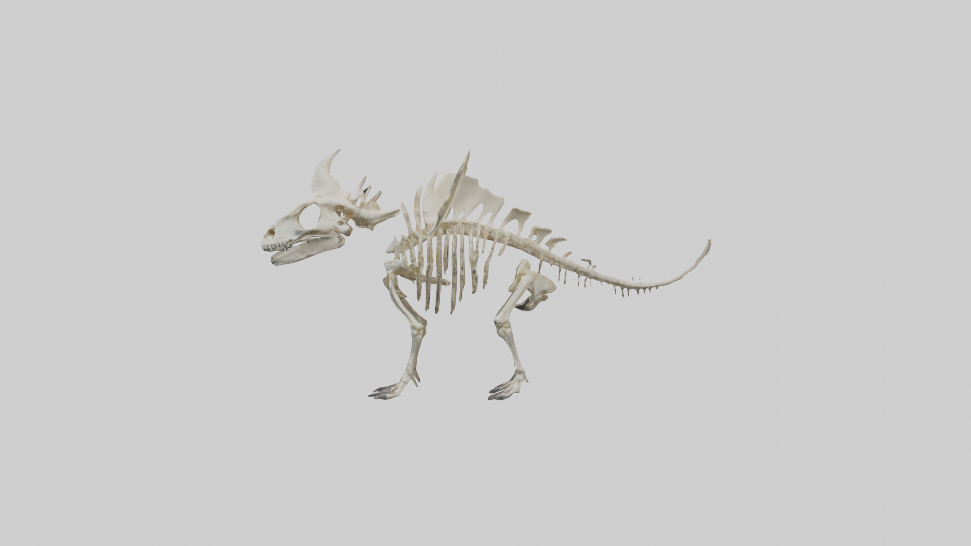 Styracosaurus Skeleton model 3D model_12