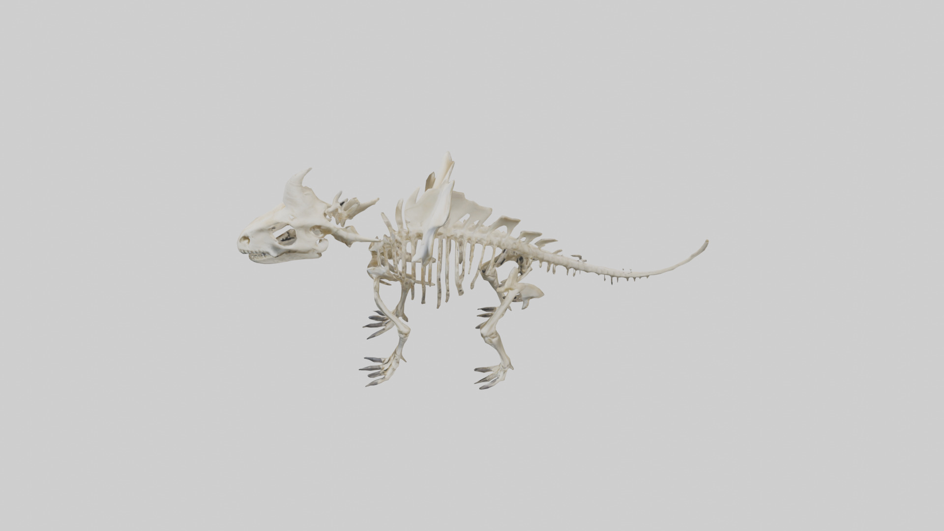 Styracosaurus Skeleton model 3D model_17