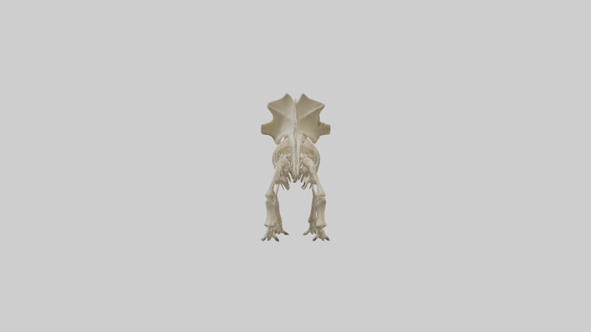 Styracosaurus Skeleton model 3D model_1