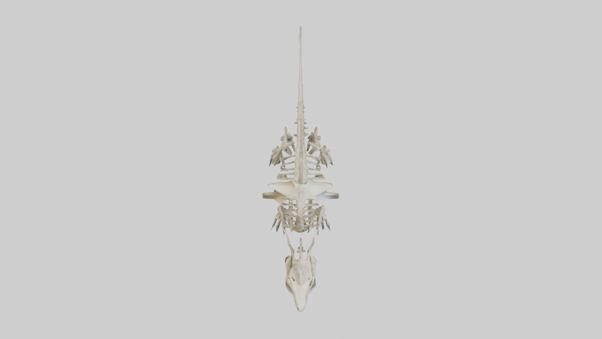 Styracosaurus Skeleton model 3D model_14