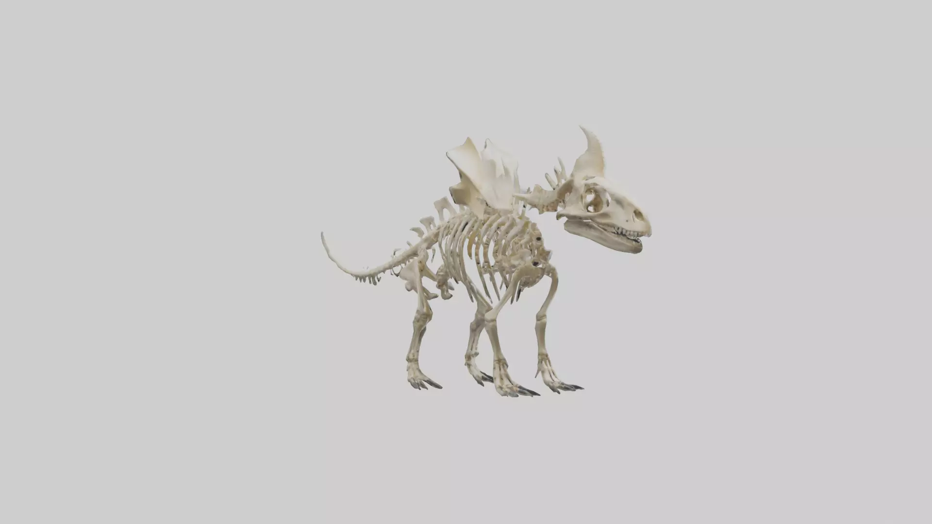 Styracosaurus Skeleton model 3D model_0