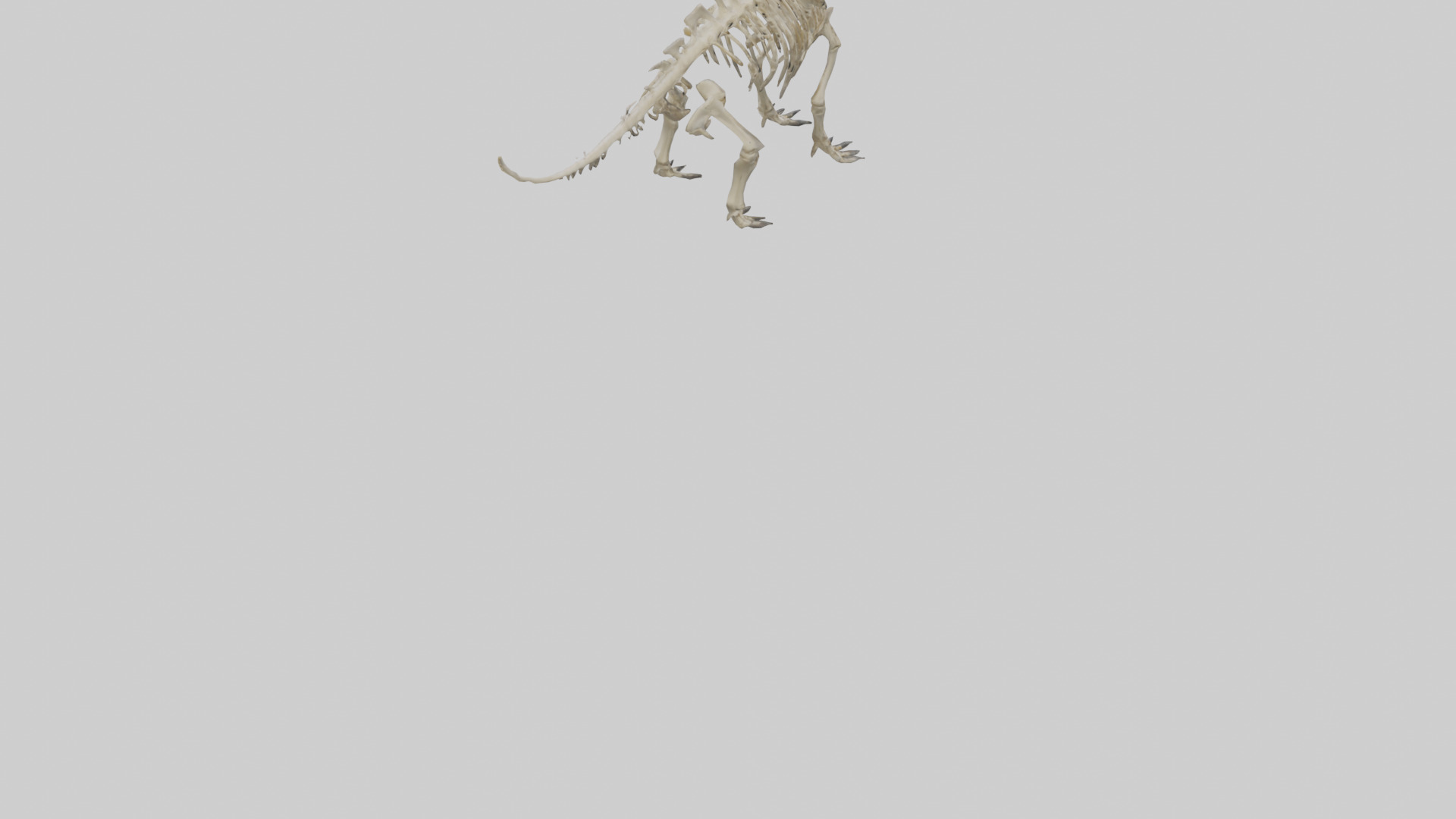 Styracosaurus Skeleton model 3D model_5