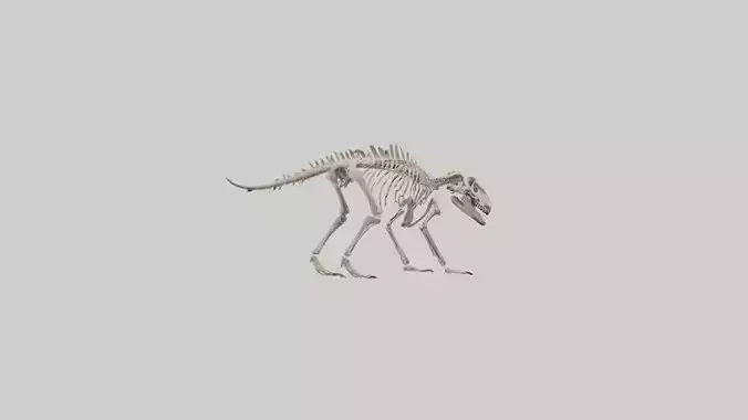 Suchomimus Skeleton model