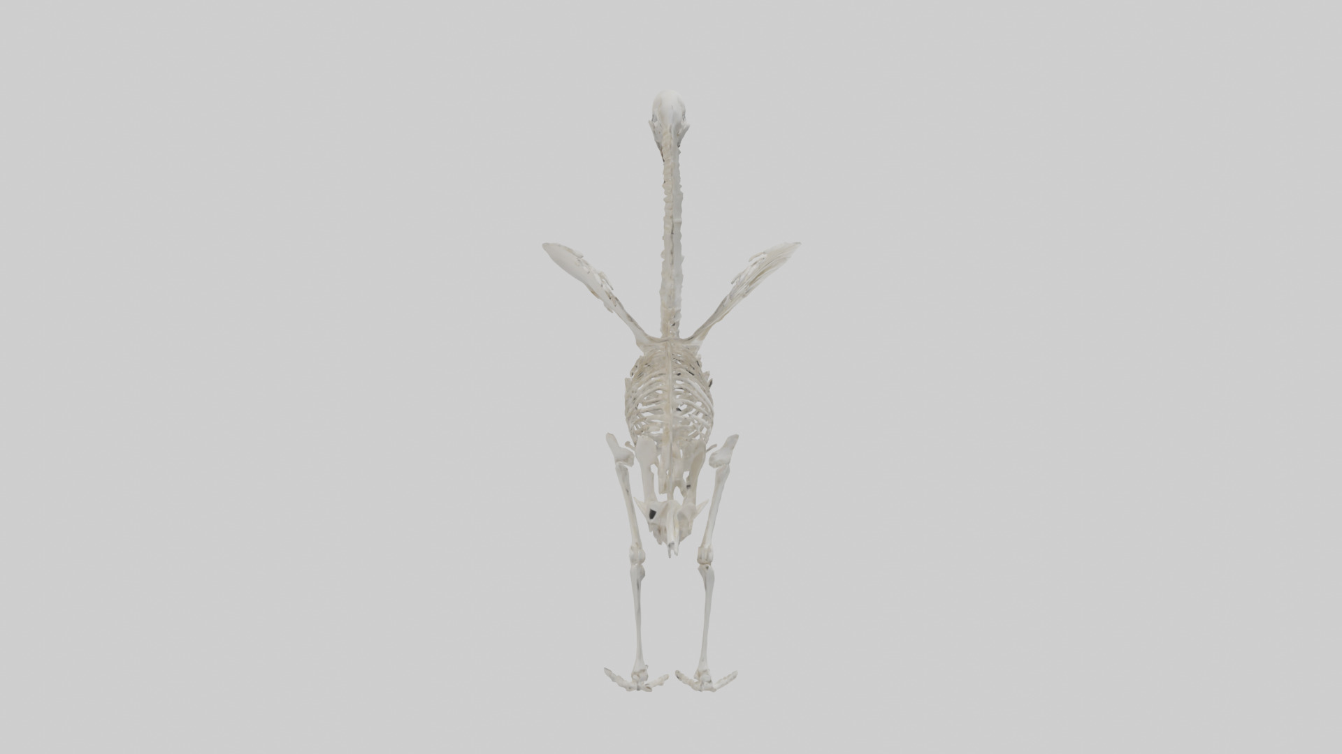 Swan Skeleton model 3D model_13