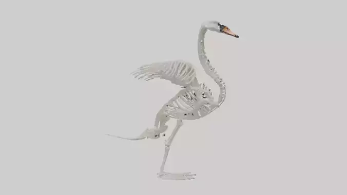 Swan Skeleton model 3D model