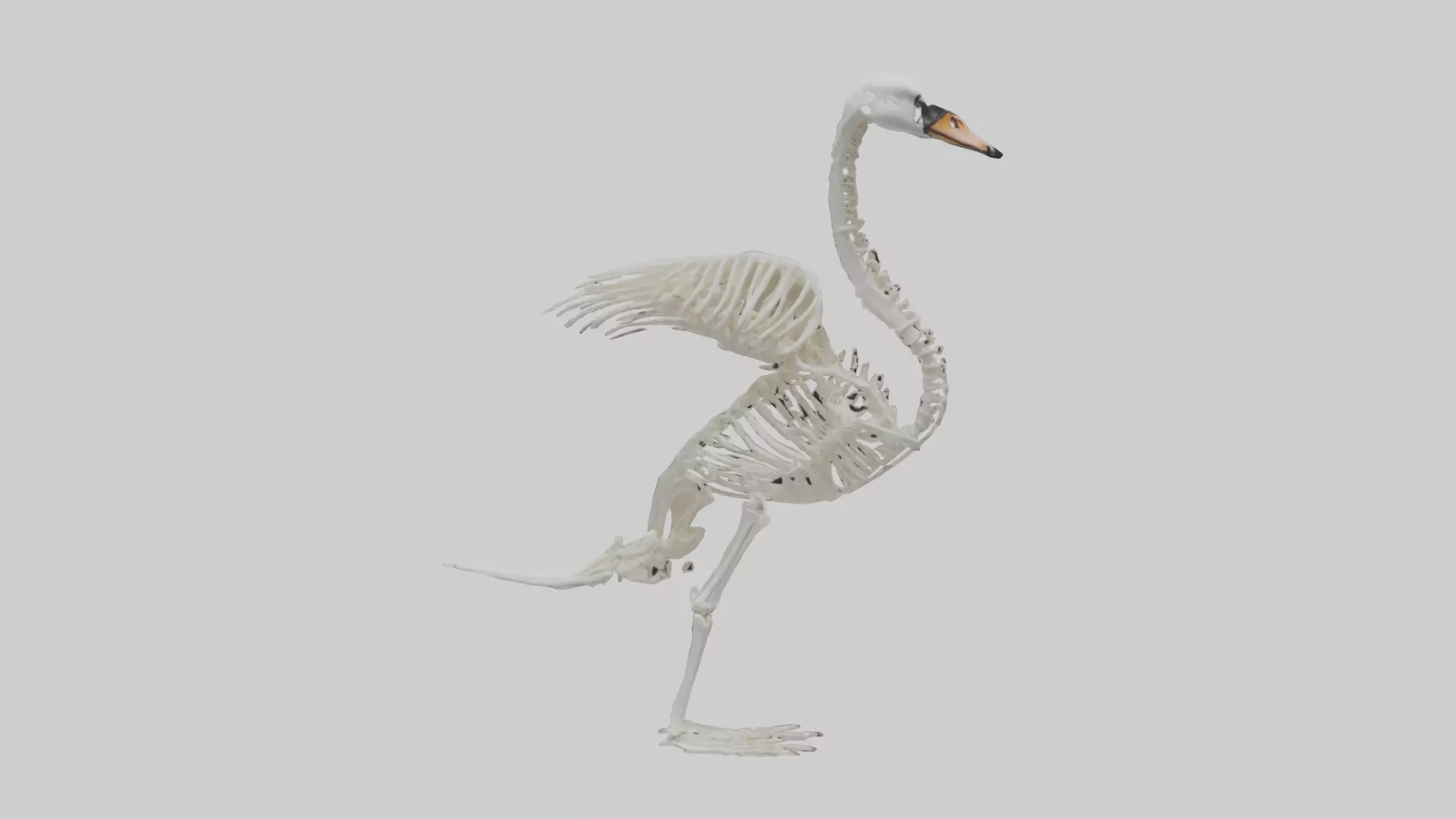Swan Skeleton model 3D model_0