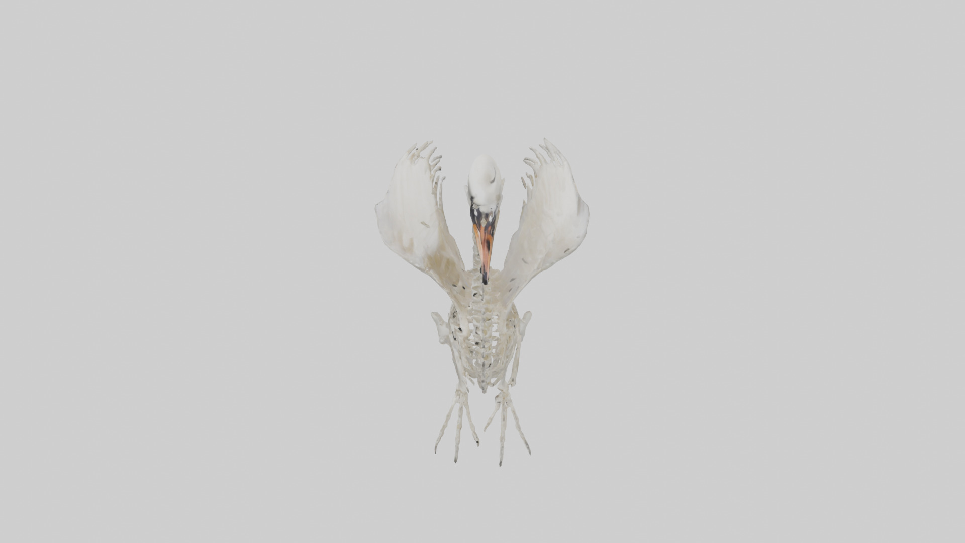 Swan Skeleton model 3D model_17