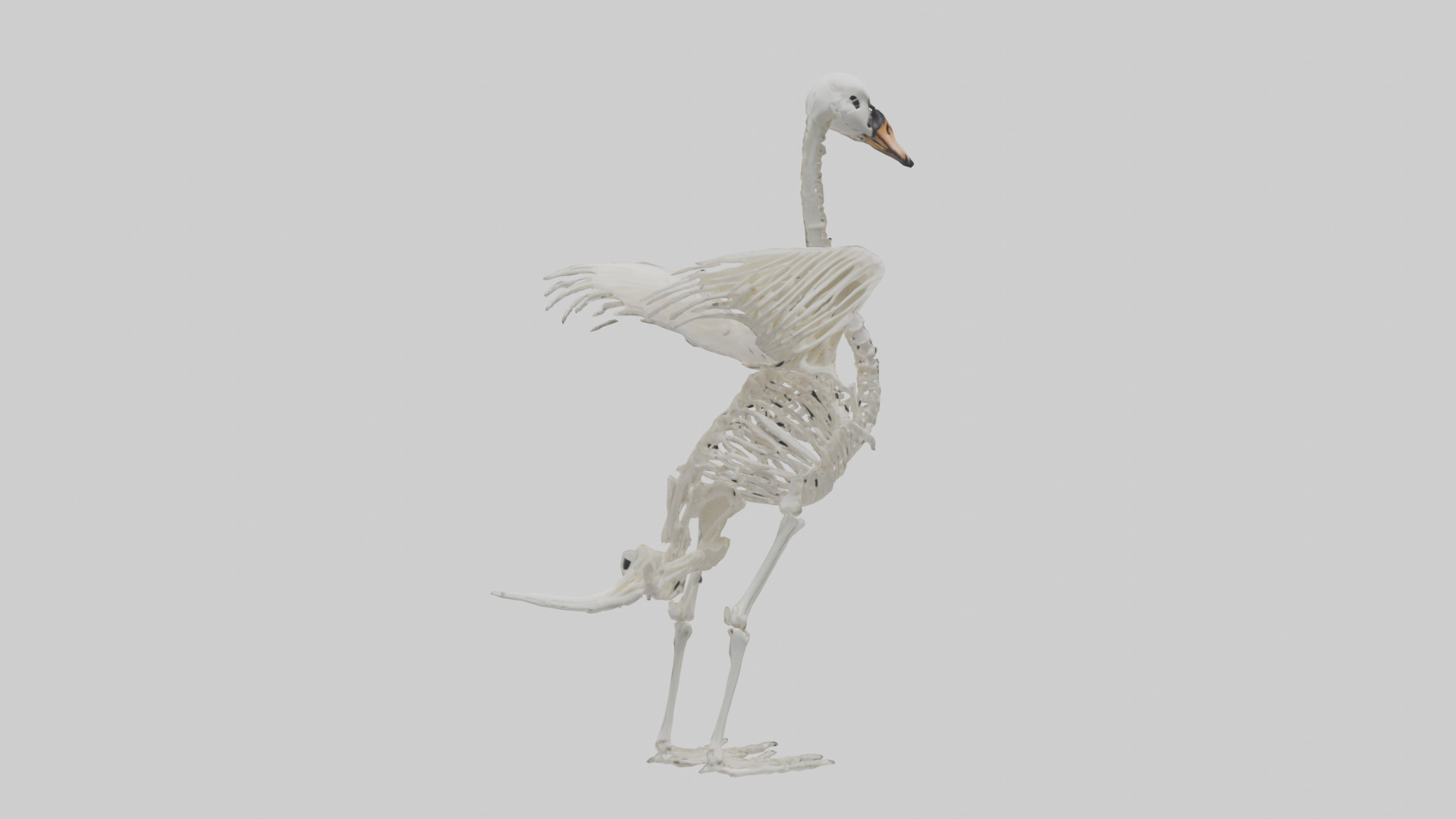 Swan Skeleton model 3D model_8
