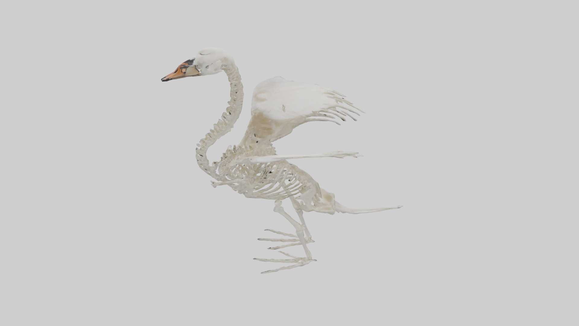 Swan Skeleton model 3D model_15