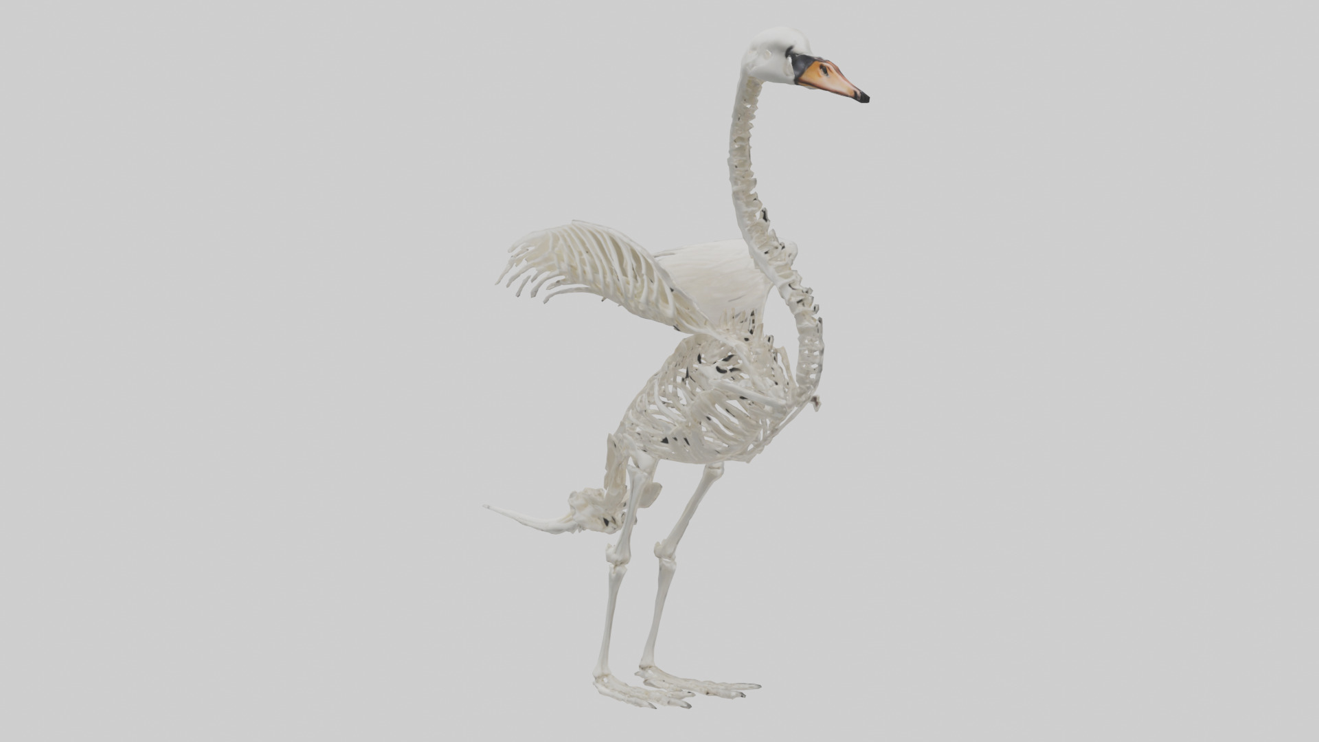 Swan Skeleton model 3D model_9