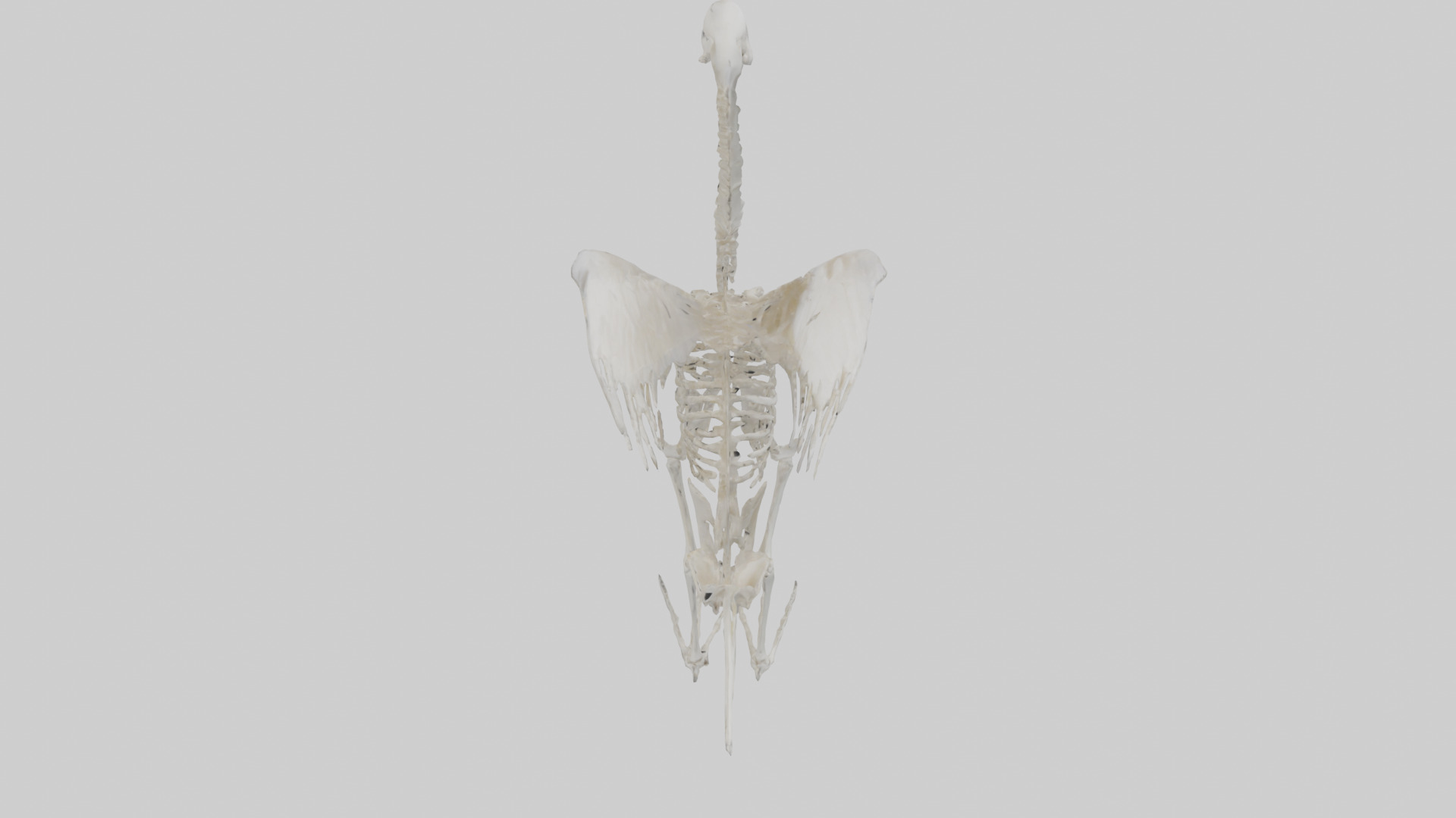 Swan Skeleton model 3D model_18