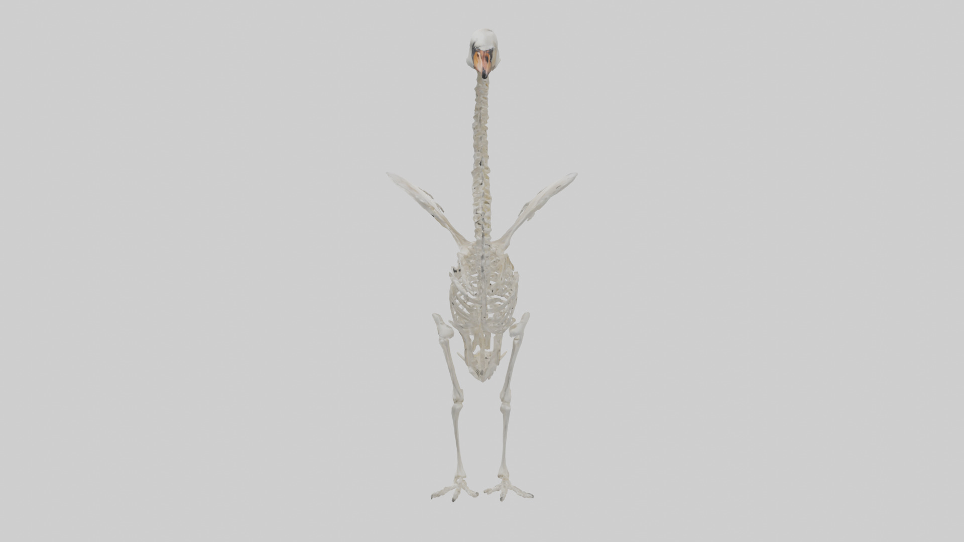 Swan Skeleton model 3D model_12