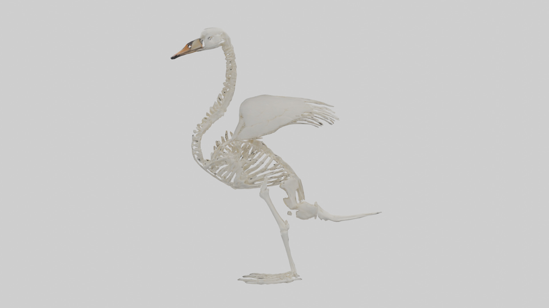 Swan Skeleton model 3D model_1