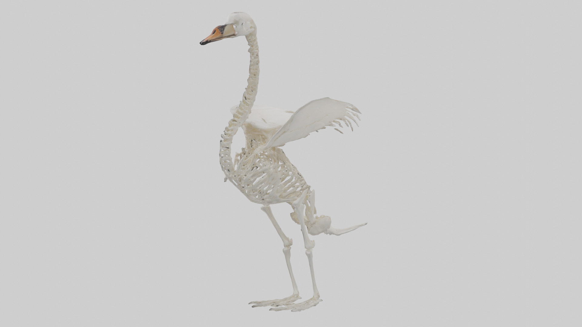 Swan Skeleton model 3D model_2