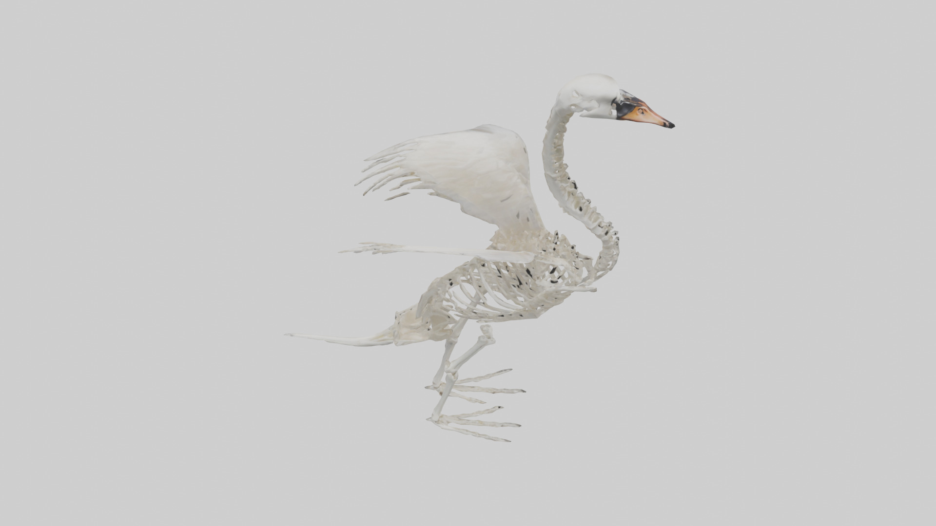 Swan Skeleton model 3D model_16